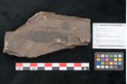 Foto (Objekt + Etikett) von Eucalyptus oceanica Unger (NHMW-GEO-2024-0188-8033)